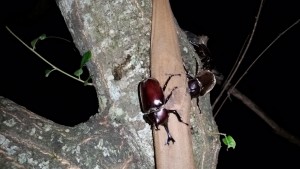 カブトムシが行列を