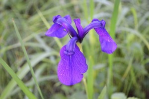 カキツバタ？ (1)