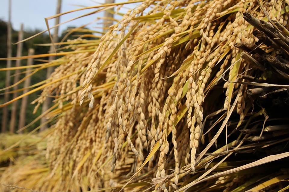 12109208_912935998801333_4863100161401369117_n