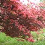 20160520　ツツジ (5)