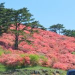 20160518 (2)ツツジ