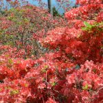 20160514 駅長おすすめJR小さな旅 (59)