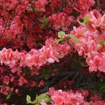 20160520　ツツジ (2)