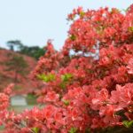 ほぼ満開の木も