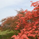 全体では半分ほどが開花