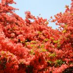 20160518 (21)ツツジ