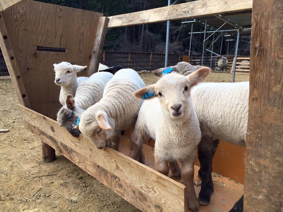 12140589_1126827807349332_3800341808689536662_n