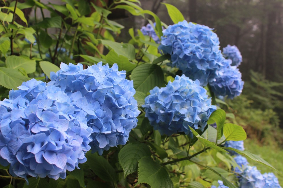 (7/12現在)田束山アジサイ園の開花状況について