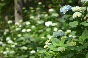 20160705　田束山アジサイ園 (17)