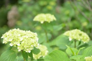 20160626　田束山アジサイ園 (2)