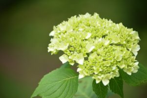 20160626　田束山アジサイ園 (1)