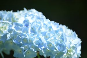 20160705　田束山アジサイ園 (18)