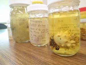 20160723　ホヤ講座 (5)