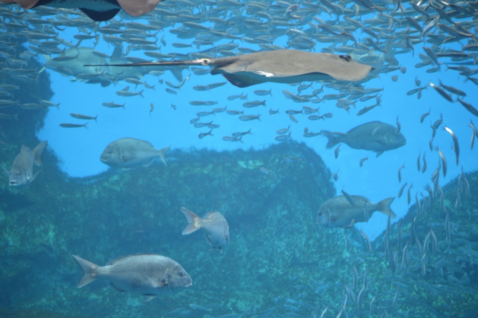 8/20.21 仙台うみの杜水族館にてワークショップ開催
