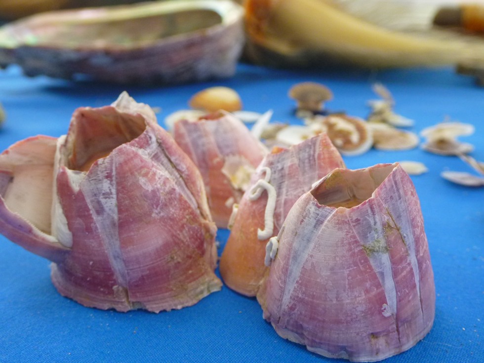 南三陸あーと工房 フジツボマグネット 南三陸町観光協会公式hp