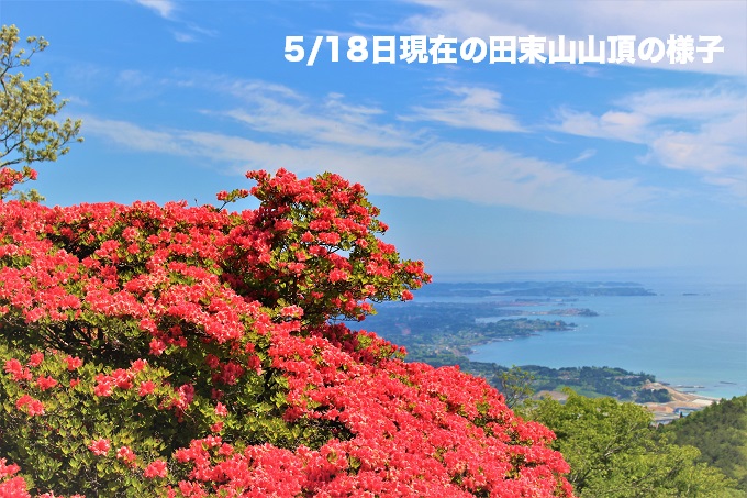 田束山のツツジが見頃を迎えました!!!(5/18現在)