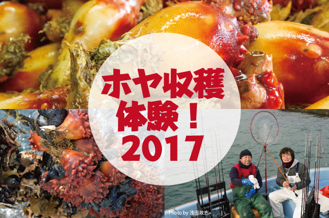 ホヤ収穫体験!2017