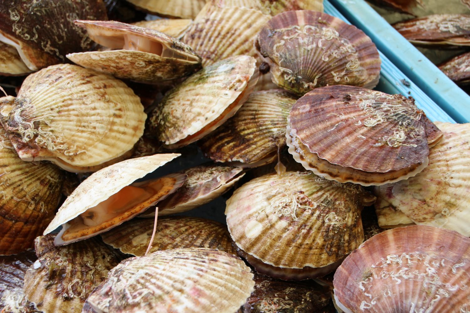 ほや・ホタテまつり