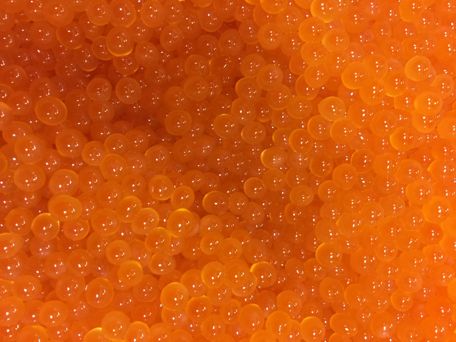 鮭・いくらまつり