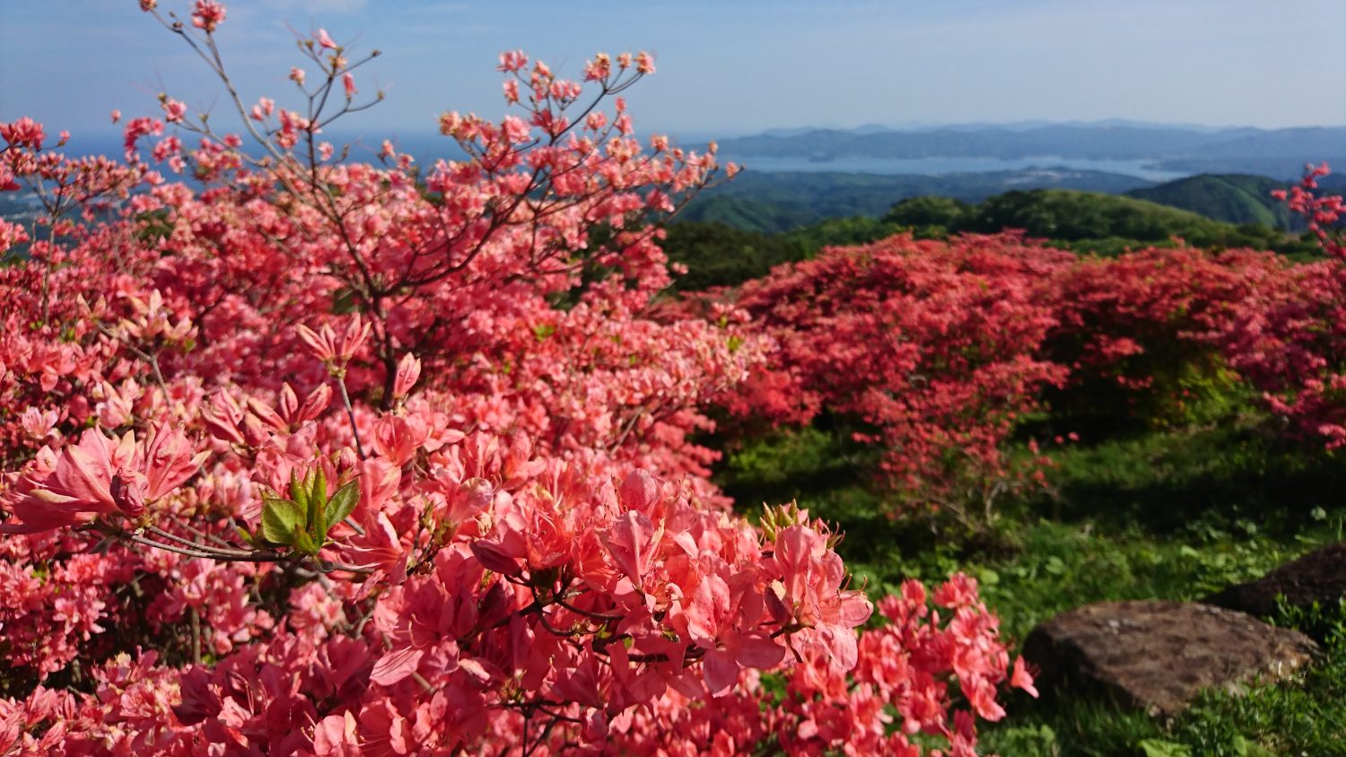 田束山(たつがねさん)つつじ開花状況