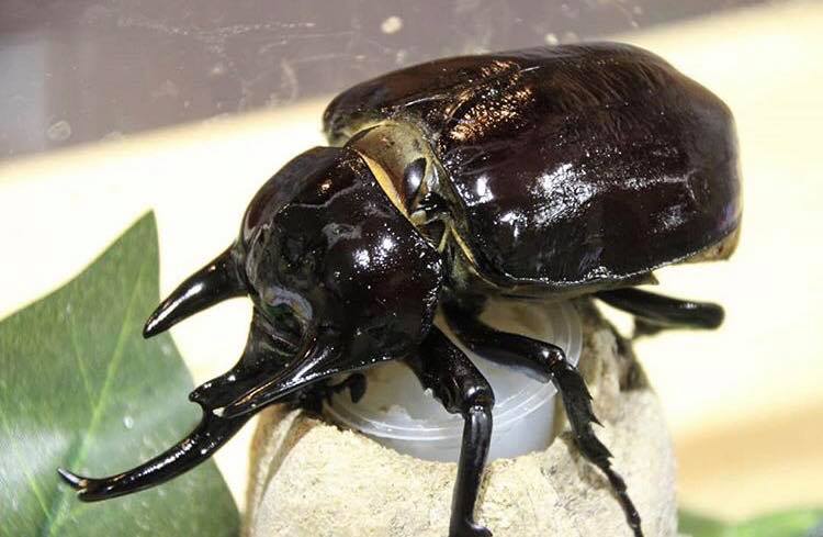 39171340_239600430025339_8584680129010073600_n