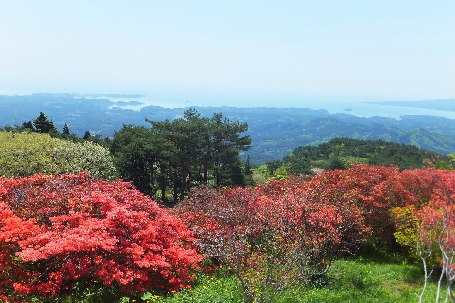 週末おでかけ情報*田束山つつじの見頃は?