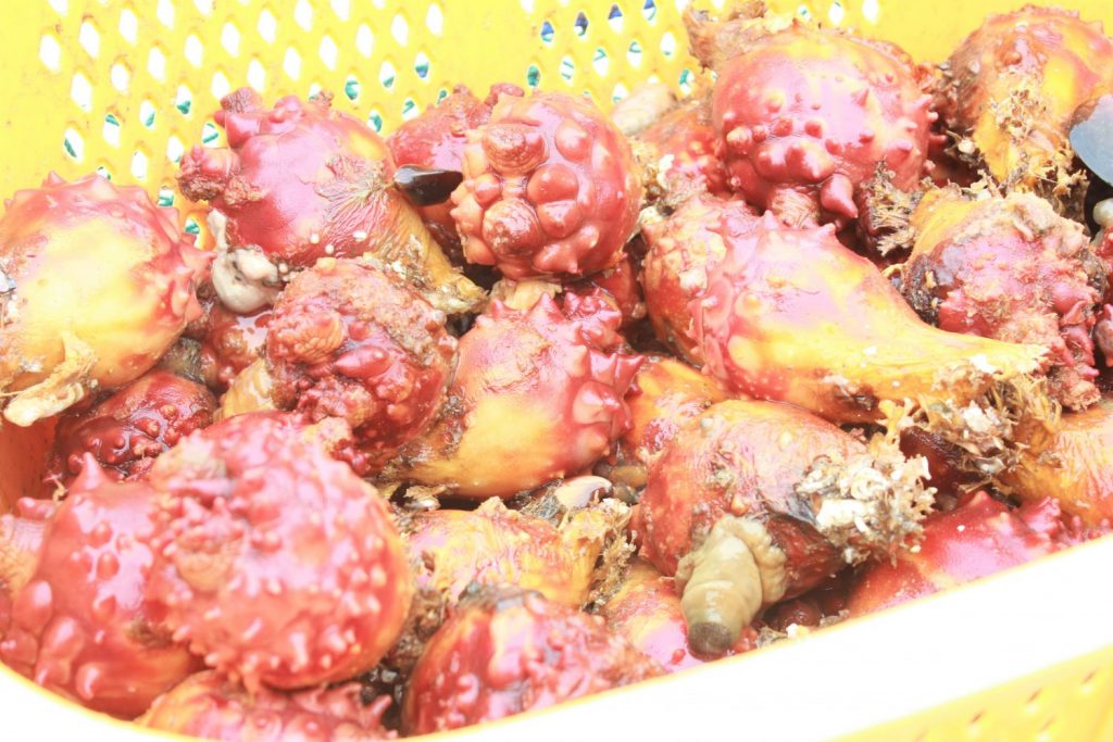 ホヤ好き集まれ!「ホヤ収穫体験」ご予約受付中!! | 南三陸観光ポータルサイト|宮城県南三陸町の観光・旅行ガイド