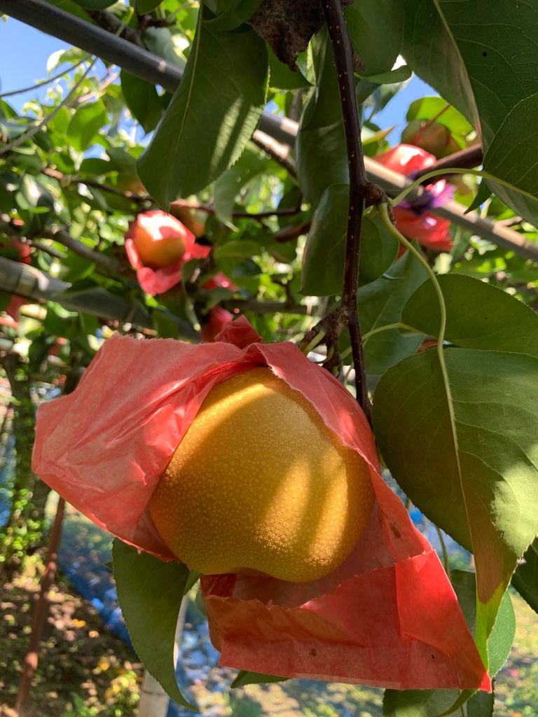 UNADJUSTEDNONRAW_thumb_5989