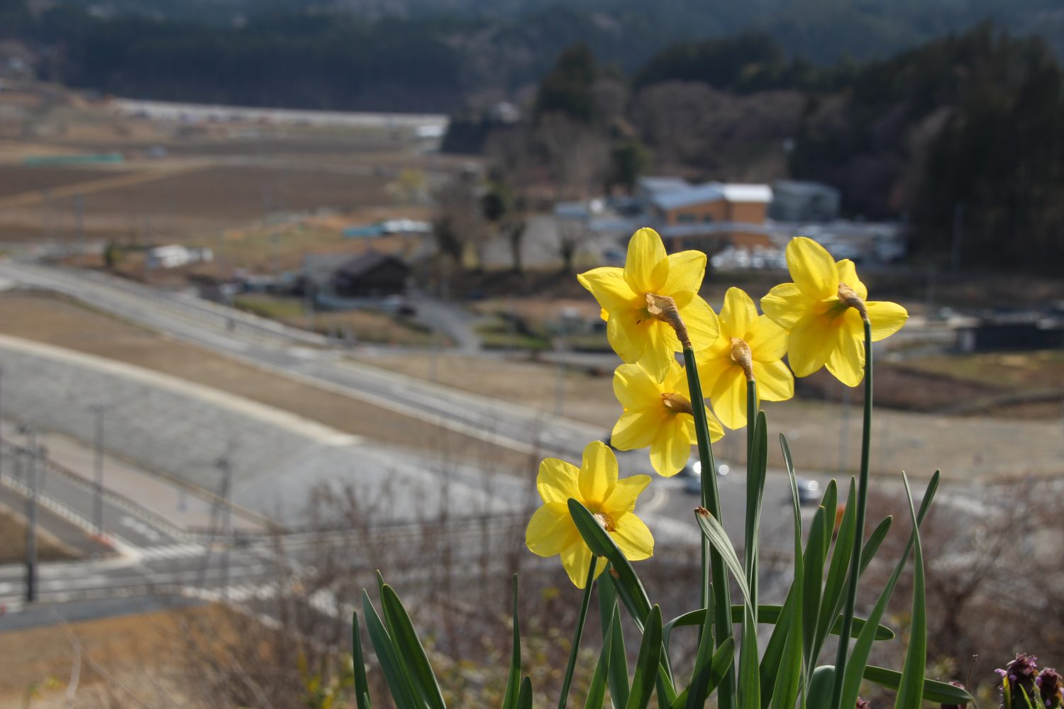 【定点観測】2020年3月下旬:志津川地区