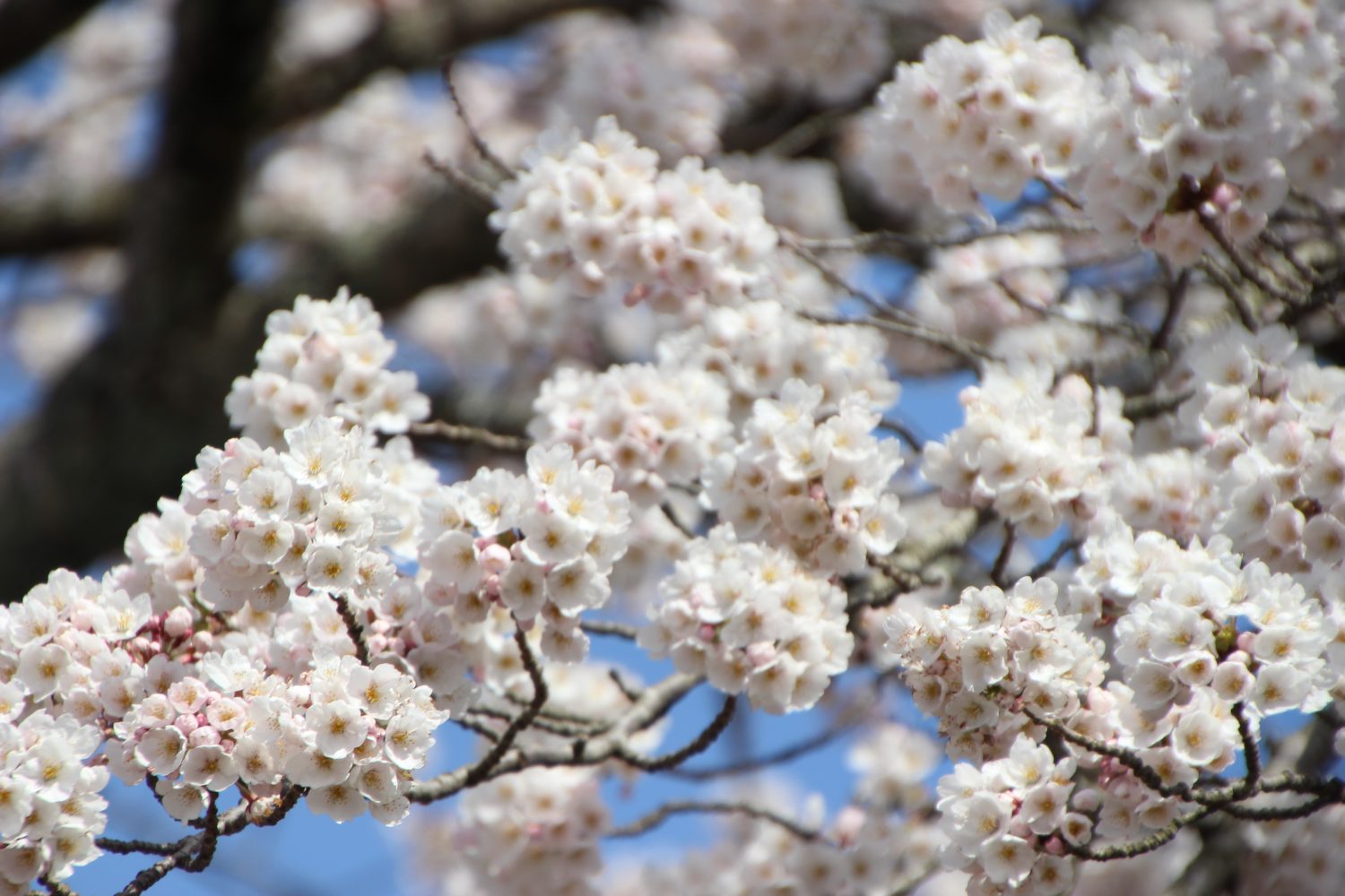 【4/12更新】南三陸の春をお届け~勝手に桜開花宣言~