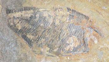 31143718_1230522637078924_3559134085597102080_n