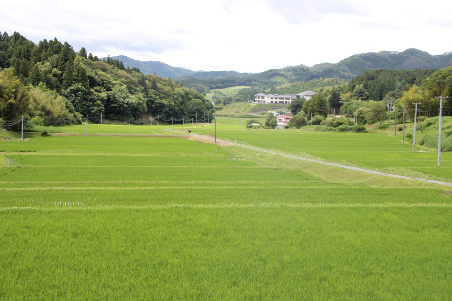 南三陸町入谷地区 稲の成長日記(6/29更新)