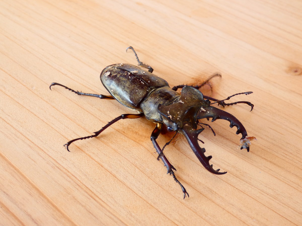 さんさんマルシェ　クワガタ