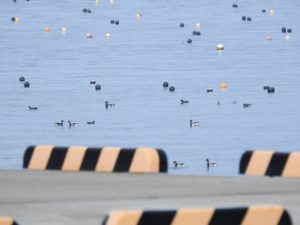 【野鳥観察】コクガンも少しずつ来ています