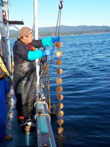 おいしい海の幸ホタテ！！