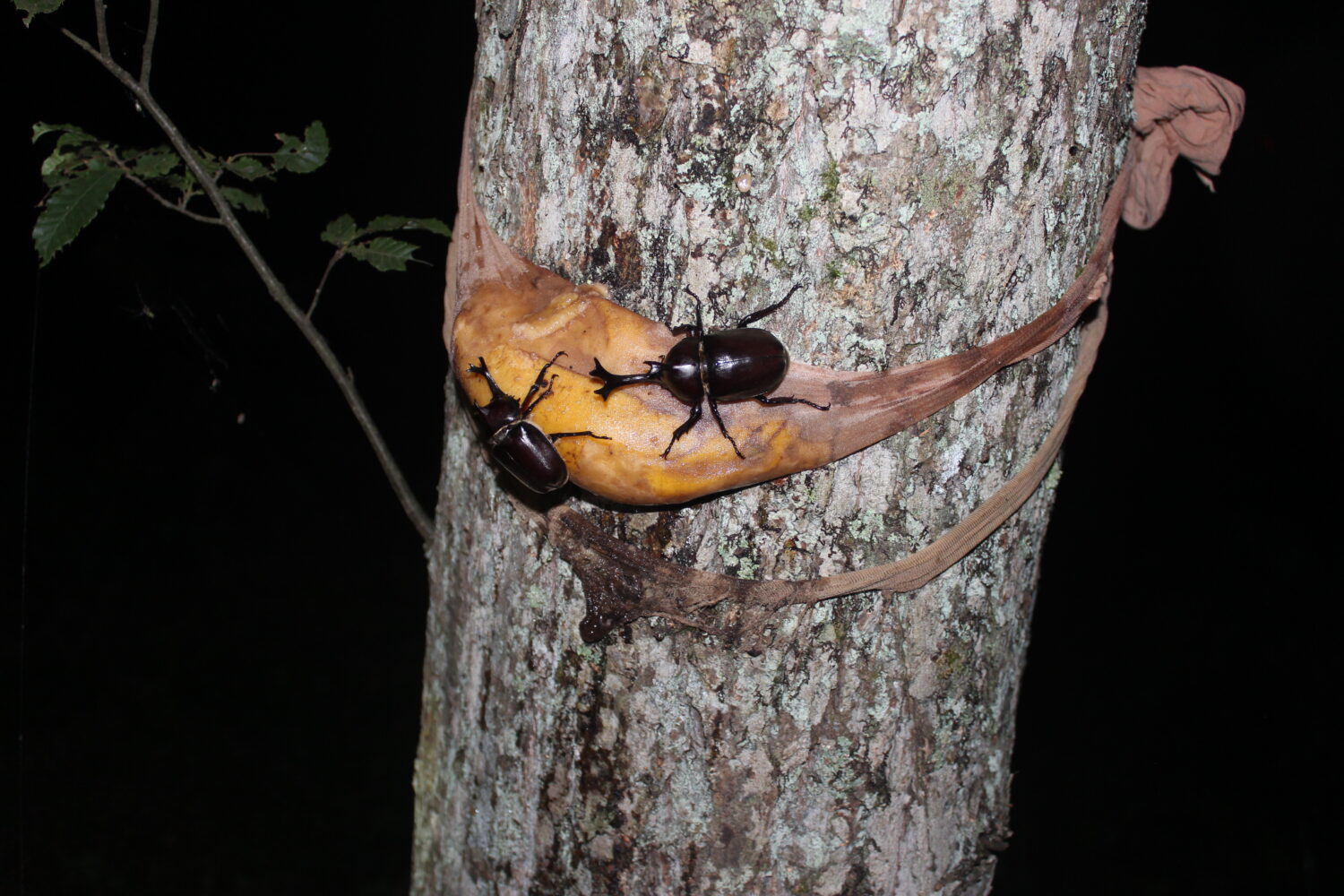 応縁団先行公開 夏の自由研究特集 南三陸のお宝 カブトムシ 化石 編 南三陸町を応援しよう 南三陸応縁団公式サイト