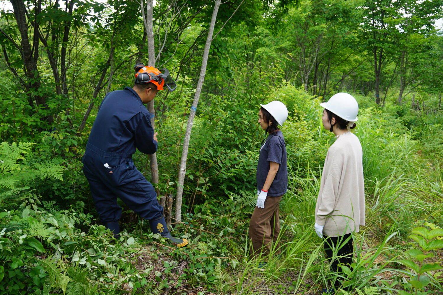 きこりと一緒に山へ入って、枝打ち体験！＃里海里山ウィークス