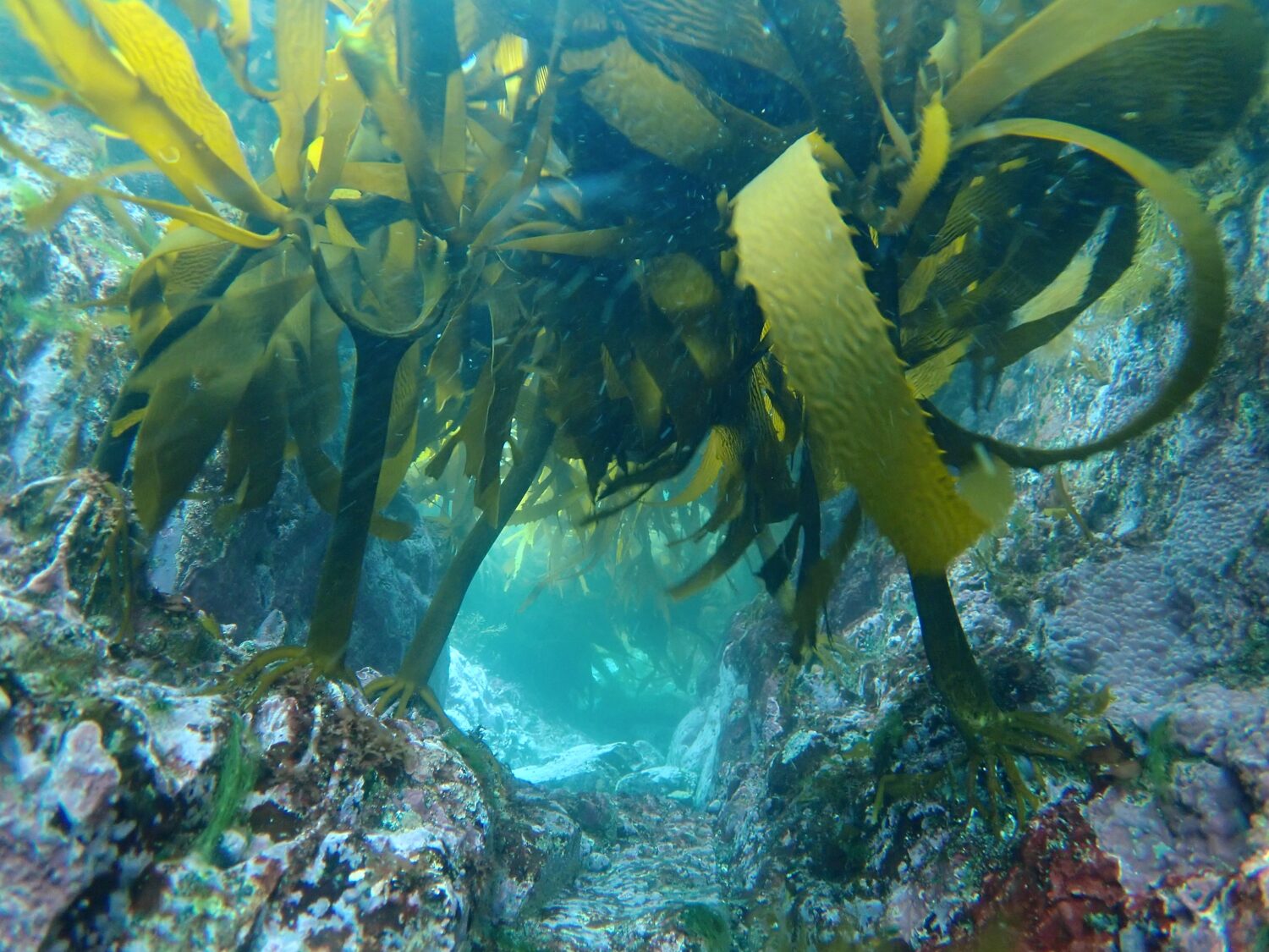 ラムサール条約に登録された志津川湾で観察できる多様な海藻・生き物特集 | 南三陸観光ポータルサイト|宮城県南三陸町の観光・旅行ガイド