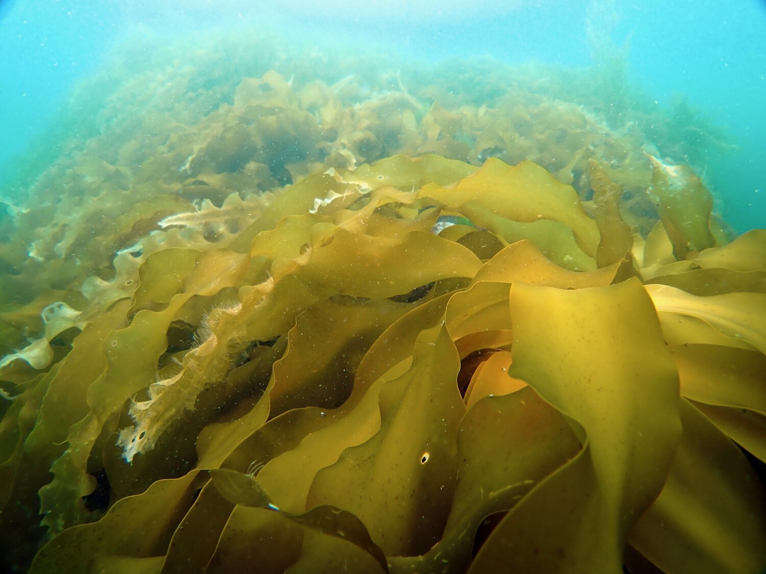 ラムサール条約に登録された志津川湾で観察できる多様な海藻・生き物特集