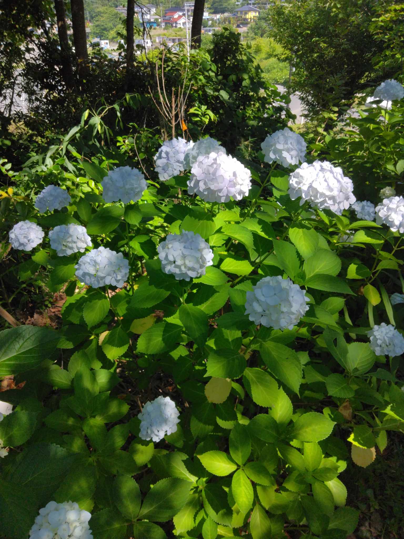 20240701T044923708.att.7213403260308912119