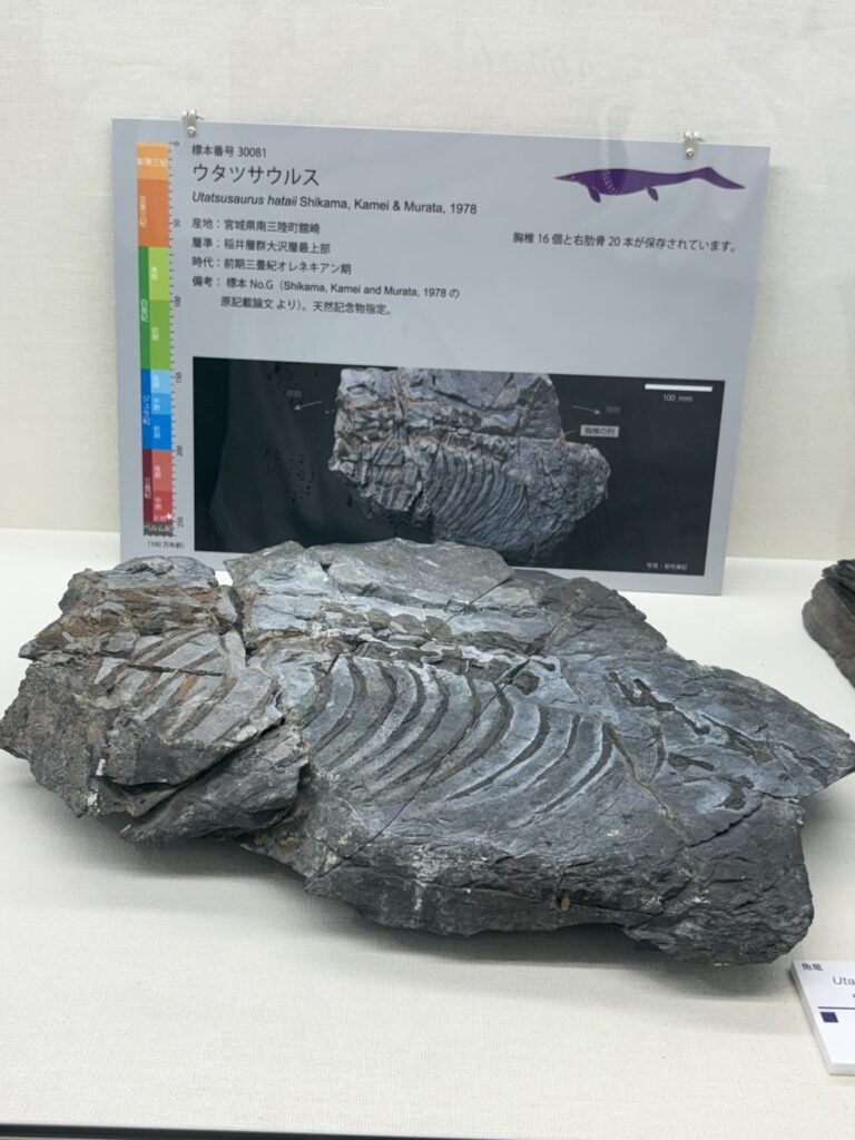 ウタツサウルス化石(産地:南三陸)