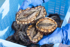 動画でチェック！南三陸町産天然あわびフェアの楽しみ方