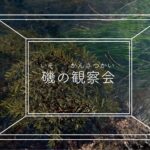 磯の観察会