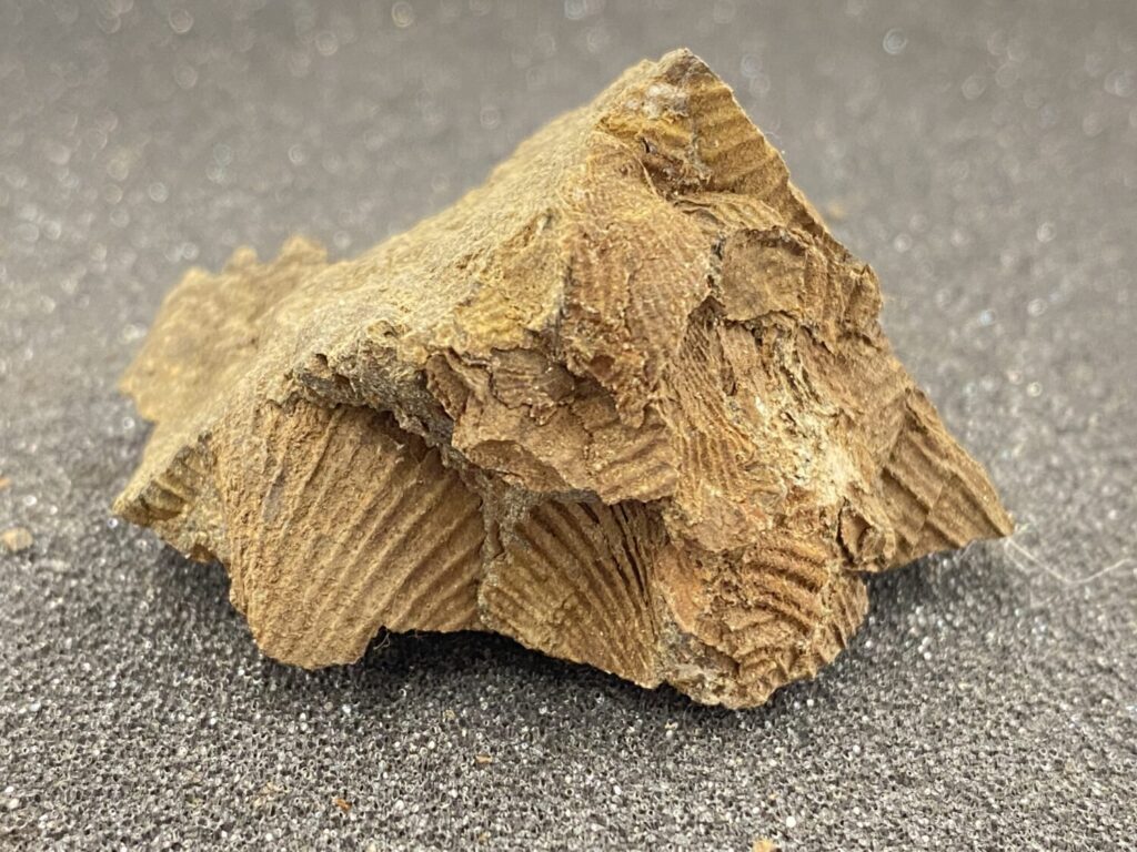 皿貝化石(産地:南三陸)