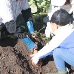 【里海里山WEEKs2026】【南三陸で秋をまるごと楽しむ！】里山のサツマイモ収穫祭＆みんなで山分け体験