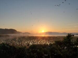 伊豆沼・渡り鳥の飛び立ち1